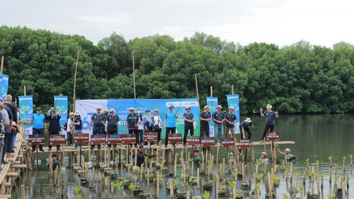 Penanaman bibit mangrove