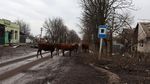 Sapi-Kambing Berkeliaran Cari Makan di Desa yang Hancur Diserang Rusia