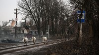 Tidak hanya sapi, sejumlah kambing juga berkeliaran untuk mencari makan di Desa Prechistovka, Donetsk, Ukraina. Anatolii Stepanov/AFP/Getty Images.