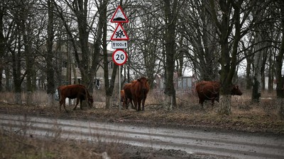 Sapi-Kambing Berkeliaran Cari Makan di Desa yang Hancur Diserang Rusia