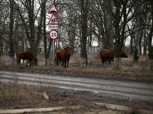 Sapi-Kambing Berkeliaran Cari Makan di Desa yang Hancur Diserang Rusia