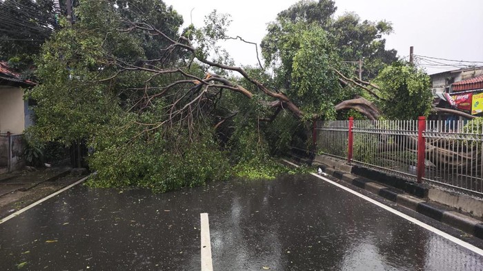 Sebuah pohon besar di Jalan Raya Bogor, Kramat Jati, Jaktim, tumbang dampak hujan deras. Batang pohon menutupi Jalan Raya Bogor pada kedua arahnya. (dok Sudin Gulkarmat Jaktim)