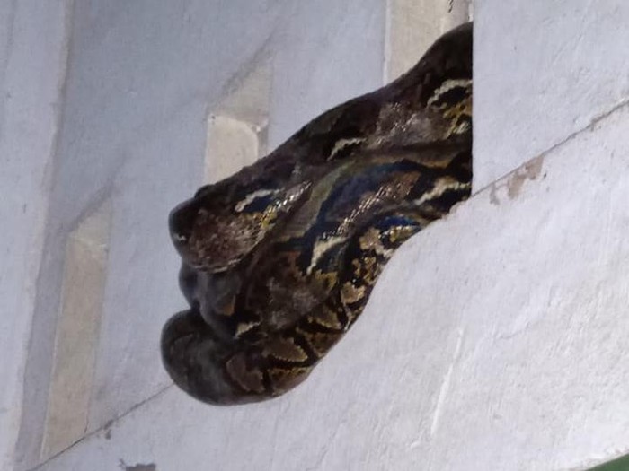 Seekor ular sanca yang bersembunyi di ventilasi kios di Kalurahan Potorono, Banguntapan, Bantul, Selasa (28/2/2023).