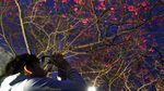 Terpesona Indahnya Bunga Sakura pada Malam Hari di Taiwan