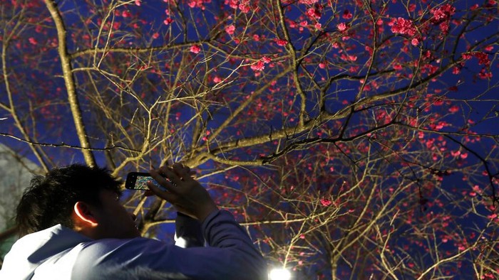 Terpesona Indahnya Bunga Sakura pada Malam Hari di Taiwan People enjoy the cherry blossoms at night in Taipei, Taiwan, Monday, Feb. 27, 2023.(AP Photo/Chiang Ying-ying)