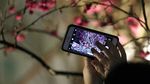 Terpesona Indahnya Bunga Sakura pada Malam Hari di Taiwan