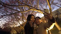 Melihat bunga sakura pada malam hari rupanya memiliki keindahannya sendiri.  