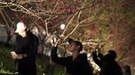 Terpesona Indahnya Bunga Sakura pada Malam Hari di Taiwan