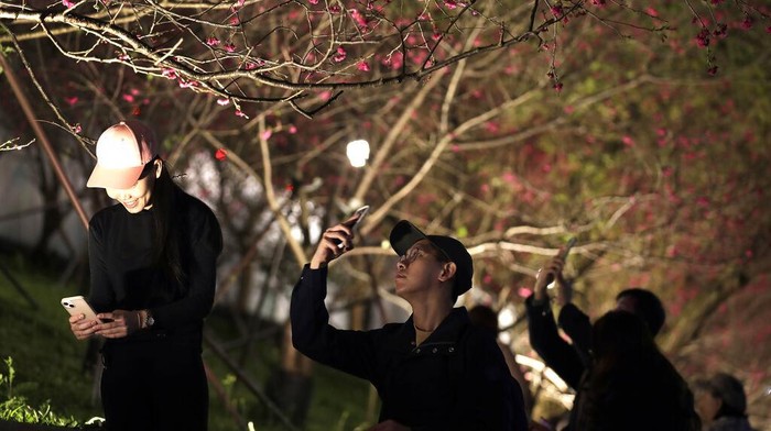 People enjoy the cherry blossoms at night in Taipei, Taiwan, Monday, Feb. 27, 2023.(AP Photo/Chiang Ying-ying)
