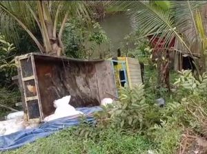 Truk Bermuatan Getah Pinus Masuk Jurang di Mamasa gegara Setir Copot