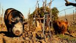 Aksi Babi-babi Pembasmi Hama di Kebun Anggur Prancis
