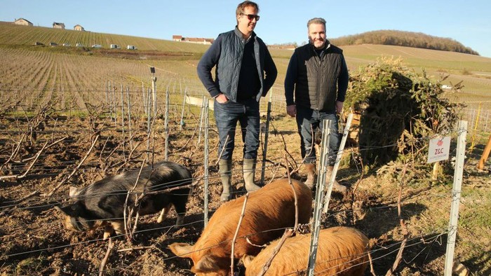 Vinyard owner Jean-Etienne Bonnaire (L) and agronomist Olivier Zebis (R) look on as a breed of pig native to New-Zealand called the 