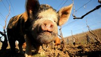 Babi-babi kecil sedang mengendus-endus di tanah sambil menopang deretan tanaman merambat yang menghasilkan anggur yang terkenal di kawasan itu.