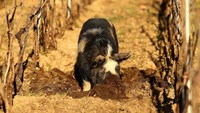 Babi-babi itu berasal dari Selandia Baru, babi kunekune, dalam bahasa Maori yang berarti bulat dan gemuk.  