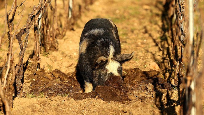 Aksi Babi-babi Pembasmi Hama di Kebun Anggur Prancis Vinyard owner Jean-Etienne Bonnaire (L) and agronomist Olivier Zebis (R) look on as a breed of pig native to New-Zealand called the