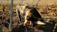 Pertama kali diuji tahun lalu di wilayah penghasil anggur Bordeaux, babi mungkin merupakan pilihan yang lebih baik daripada solusi ramah lingkungan lainnya.  