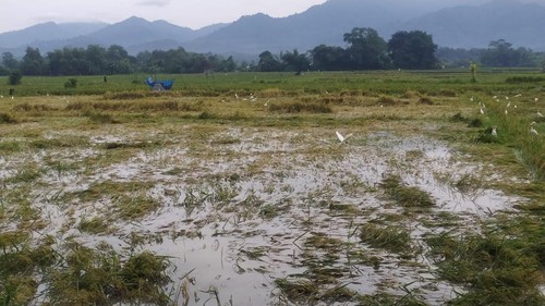 Sawah terendam banjir di Desa Kaliakah, Kecamatan Negara, Kabupaten Jembrana, Rabu (1/3/2023).