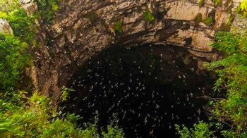 Cave of Swallows adalah rumah bagi keanekaragaman hayati. Kawasan ini berada di antara enam gua bawah tanah yang paling menakjubkan dan tak berdasar. Karena kurang terjamah manusia, tempat ini menjadi bagian San Luis Potoss Protected Natural Area. Poros vertikal gua ini turun sejauh 372 meter 580 meter dari tepi yang lebih tinggi sebelum mencapai dasarnya. Cave of Swallows pada dasarnya adalah lubang menganga berukuran 49 hingga 62 meter di dasar hutan. Gua ini cukup tinggi untuk pelompat BASE (Buildings, Antennas, Spans, and Earth) untuk melompat dari tepi dan jatuh bebas selama beberapa detik sebelum membuka parasut mereka. Foto: Mexican Routes
