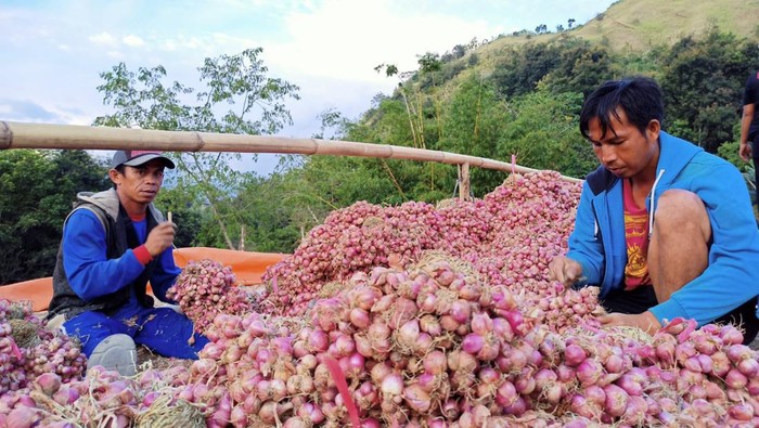 Petani bawang di Enrekang.