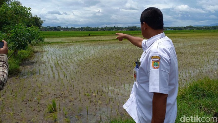 Lahan pertanian di Desa Bugel, Kecamatan Polokarto, Kabupaten Sukoharjo yang tercemar limbah ciu dan tekstil, Rabu (1/3/2023)