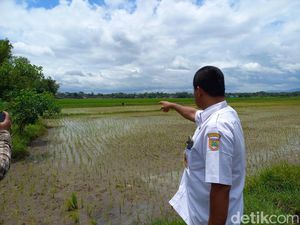 Puluhan Hektare Sawah di Bugel Sukoharjo Tercemar Limbah Ciu dan Tekstil