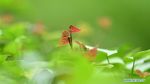 Bak Dunia Lain, Ada Hutan Purba di Balik Lubang Raksasa China