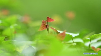 Saya tidak akan terkejut mengetahui bahwa ada spesies yang ditemukan di gua-gua ini yang belum pernah dilaporkan atau dijelaskan oleh sains sampai sekarang, kata Chen Lixin yang memimpin ekpedisi ke lubang raksasa ini. Foto: Song Wen/Xinhua.