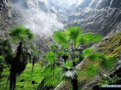 Lubang Raksasa Isinya Hutan Purba, Seperti Dunia Lain