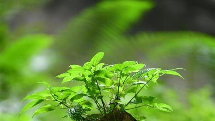 Lubang raksasa di China