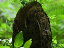 Lubang Raksasa Isinya Hutan Purba, Seperti Dunia Lain