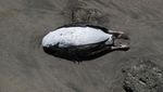 Peru Darurat Flu Burung, Ratusan Singa Laut Jadi Korban