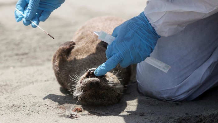 A member of National Forest and Wild Fauna Service (SERFOR) personnel checks an otter that died, amidst rising cases of bird flu infections, on Chepeconde beach, in Lima, Peru, February 22, 2023. REUTERS/Sebastian Castaneda     TPX IMAGES OF THE DAY     REFILE - QUALITY REPEAT
