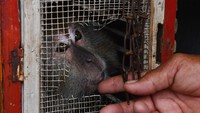 Balai Besar KSDA Jawa Timur menerima penyerahan 23 kera ekor panjang dari pekerja topeng monyet di desa tersebut.  