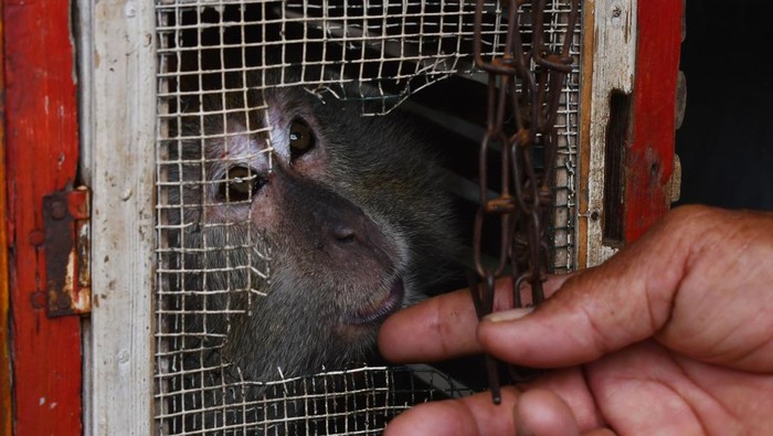 Potret Puluhan Monyet Ekor Panjang yang Diserahkan ke BBKSDA Madiun Pekerja topeng monyet berinteraksi dengan kera ekor panjang (Macaca fascicularis) saat penyerahan ke Balai Besar Konservasi Sumber Daya Alam (KSDA) Jawa Timur di Kertosari, Geger, Kabupaten Madiun, Jawa Timur, Rabu (1/3/2023). Balai Besar KSDA Jawa Timur menerima penyerahan 23 kera ekor panjang dari pekerja topeng monyet di desa tersebut, dan selanjutnya akan dilepasliarkan di Suaka Margasatwa Nusa barong Jember setelah menjalani proses perawatan dan rehabilitasi di Bandung. ANTARA FOTO/Siswowidodo/aww.