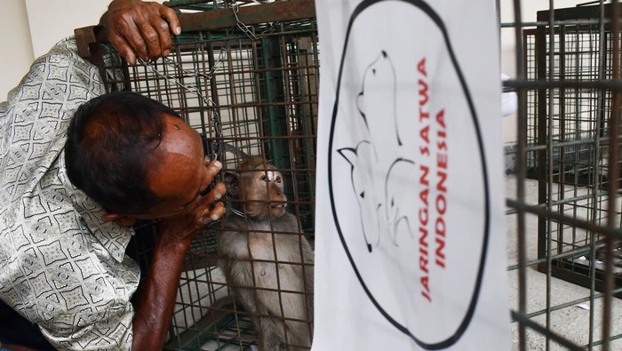 Potret Puluhan Monyet Ekor Panjang yang Diserahkan ke BBKSDA Madiun Pekerja topeng monyet berinteraksi dengan kera ekor panjang (Macaca fascicularis) saat penyerahan ke Balai Besar Konservasi Sumber Daya Alam (KSDA) Jawa Timur di Kertosari, Geger, Kabupaten Madiun, Jawa Timur, Rabu (1/3/2023). Balai Besar KSDA Jawa Timur menerima penyerahan 23 kera ekor panjang dari pekerja topeng monyet di desa tersebut, dan selanjutnya akan dilepasliarkan di Suaka Margasatwa Nusa barong Jember setelah menjalani proses perawatan dan rehabilitasi di Bandung. ANTARA FOTO/Siswowidodo/aww.