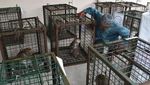 BBKSDA Madiun Terima 23 Kera Ekor Panjang dari Pekerja Topeng Monyet