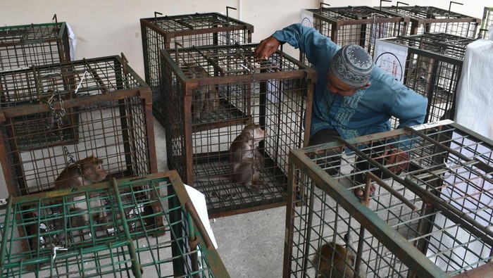 Potret Puluhan Monyet Ekor Panjang yang Diserahkan ke BBKSDA Madiun Pekerja topeng monyet berinteraksi dengan kera ekor panjang (Macaca fascicularis) saat penyerahan ke Balai Besar Konservasi Sumber Daya Alam (KSDA) Jawa Timur di Kertosari, Geger, Kabupaten Madiun, Jawa Timur, Rabu (1/3/2023). Balai Besar KSDA Jawa Timur menerima penyerahan 23 kera ekor panjang dari pekerja topeng monyet di desa tersebut, dan selanjutnya akan dilepasliarkan di Suaka Margasatwa Nusa barong Jember setelah menjalani proses perawatan dan rehabilitasi di Bandung. ANTARA FOTO/Siswowidodo/aww.