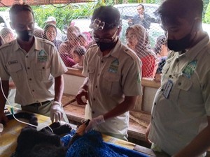 Macan Kumbang Masuk Dapur di Pekalongan Akhirnya Mati Usai 24 Jam Dirawat