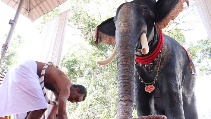 Robot gajah di India