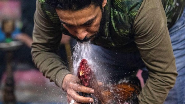 Dilarang di banyak bagian dunia karena kekhawatiran akan kekejaman terhadap hewan, sabung ayam tetap umum dari Filipina hingga India, dan ditoleransi di daerah termasuk bagian utara Prancis atas nama tradisi. Â Dilarang di banyak bagian dunia karena kekhawatiran akan kekejaman terhadap hewan, sabung ayam tetap umum dari Filipina hingga India, dan ditoleransi di daerah termasuk bagian utara Prancis atas nama tradisi. Â