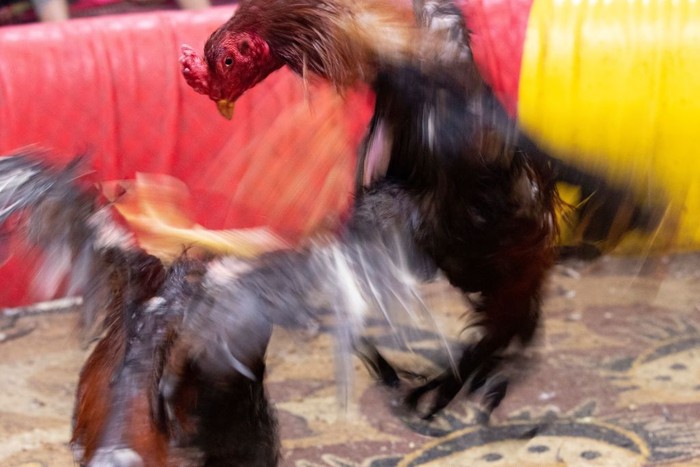 People watch a cockfight at a popular cafe in Iraqs southern city of Basra, on February 24, 2023. - Banned in many countries, cockfighting is commonly practised across the planet: popular in India or the Philippines, it is tolerated in certain departments in northern France or overseas territories in the name of tradition. (Photo by Hussein Faleh / AFP) (Photo by HUSSEIN FALEH/AFP via Getty Images)