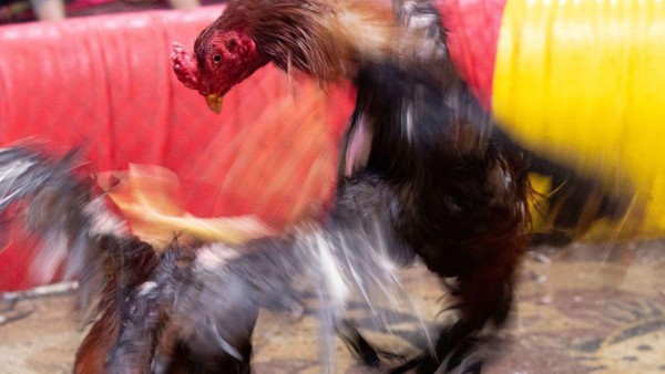 Ali, yang telah menjadi wasit sabung ayam amatir selama sekitar dua dekade, bercerita pertarungan ayam jambul merah dapat berlangsung selama satu atau dua jam, dan berakhir ketika ayam itu kelelahan atau ketika salah satu pemilik menarik hewannya. Ali, yang telah menjadi wasit sabung ayam amatir selama sekitar dua dekade, bercerita pertarungan ayam jambul merah dapat berlangsung selama satu atau dua jam, dan berakhir ketika ayam itu kelelahan atau ketika salah satu pemilik menarik hewannya.