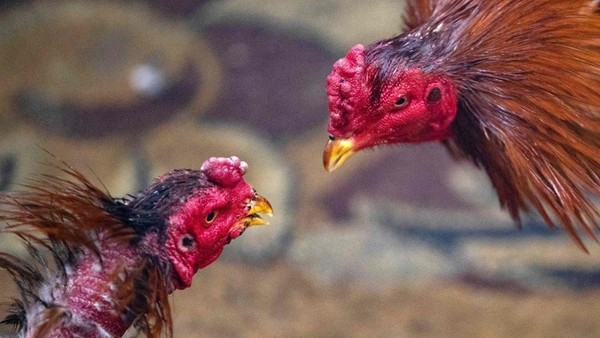 Ayam jambul merah dikurung dalam tarian kekerasan, meninggalkan bercak darah di kaki dan leher mereka saat mereka melompat dan mematuk satu sama lain. Ayam jambul merah dikurung dalam tarian kekerasan, meninggalkan bercak darah di kaki dan leher mereka saat mereka melompat dan mematuk satu sama lain.