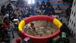 Sabung Ayam Masih Jadi Olahraga Populer di Irak Selatan