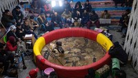 Dua ayam jantan ganas melingkari karpet kotor di Irak selatan, berhadapan untuk adu ayam yang telah menarik puluhan orang ke sebuah kafe remang-remang di kota pelabuhan Basra. Olahraga berdarah yang populer itu berasal dari tahun 1920-an atau sebelumnya di Basra.  
