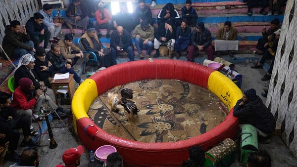 Dua ayam jantan ganas melingkari karpet kotor di Irak selatan, berhadapan untuk adu ayam yang telah menarik puluhan orang ke sebuah kafe remang-remang di kota pelabuhan Basra. Olahraga berdarah yang populer itu berasal dari tahun 1920-an atau sebelumnya di Basra.  Dua ayam jantan ganas melingkari karpet kotor di Irak selatan, berhadapan untuk adu ayam yang telah menarik puluhan orang ke sebuah kafe remang-remang di kota pelabuhan Basra. Olahraga berdarah yang populer itu berasal dari tahun 1920-an atau sebelumnya di Basra. Â