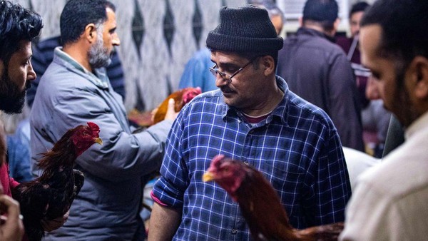 Orang-orang mempersiapkan ayam jantan mereka untuk ikut serta dalam sabung ayam di sebuah kafe populer di kota Basra, Irak selatan, Jumat (24/2/2023).  Orang-orang mempersiapkan ayam jantan mereka untuk ikut serta dalam sabung ayam di sebuah kafe populer di kota Basra, Irak selatan, Jumat (24/2/2023). Â