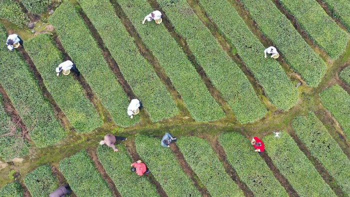 1247603489 YICHANG, CHINA - MARCH 1, 2023 - Farmers pick early spring tea buds at the Three Gorges Morning Tea Base in Yiling District, Yichang City, Hubei Province, China, March 1, 2023. (Photo credit should read CFOTO/Future Publishing via Getty Images)
