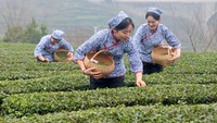 Para petani ini terlihat sangat semringah saat memetik pucuk teh.