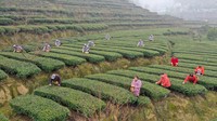Perbukitan yang berkabut dan sejuk membuat suasana terlihat sangat syahdu.